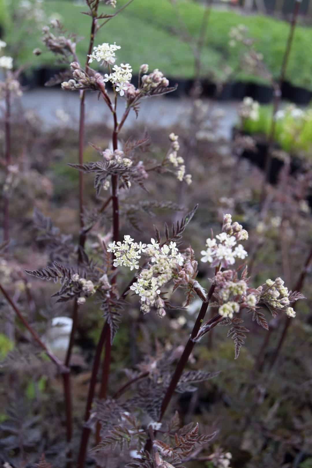 Anthriscus sylvestris 'Ravenswing' ---
